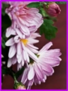 Flower II.jpg