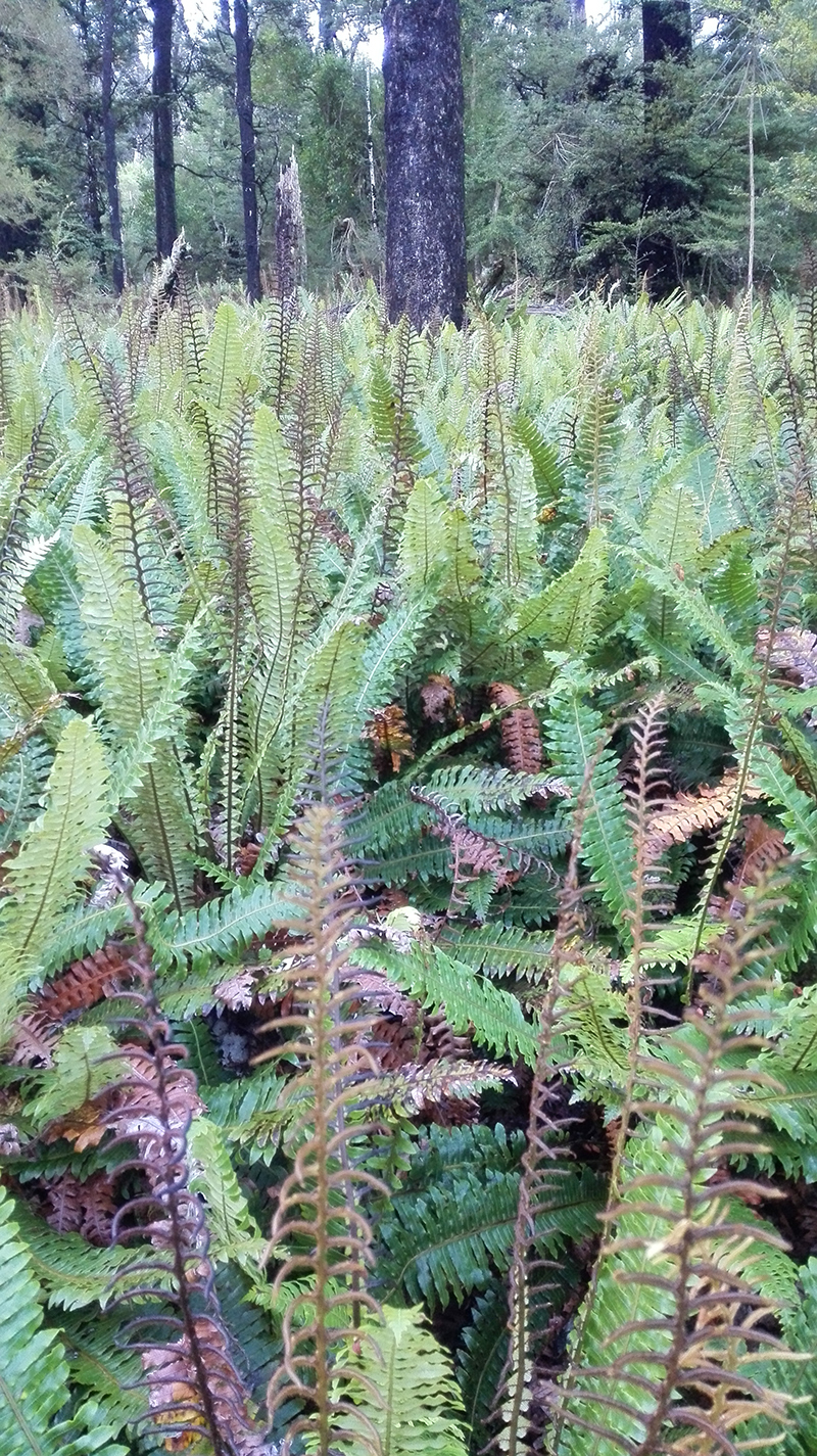 7ferns.jpg