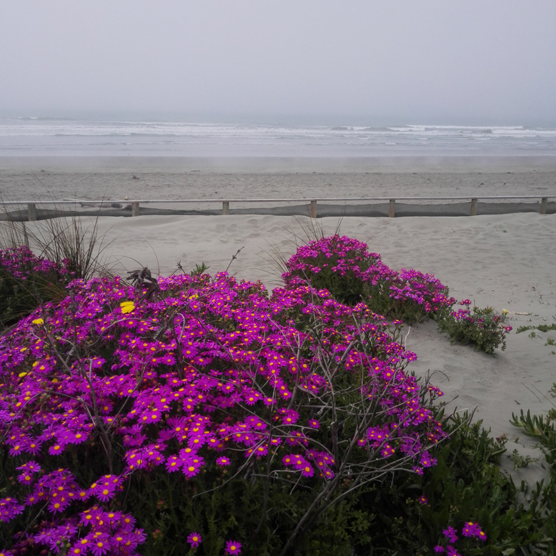 South Brighton beach on a sea misty day in Christchurch