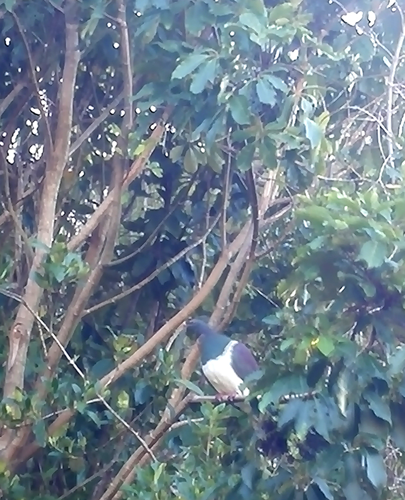 My phone doesn’t take great pictures, but there is a lot of native bird life on the island. This is a kereru (wood pigeon)