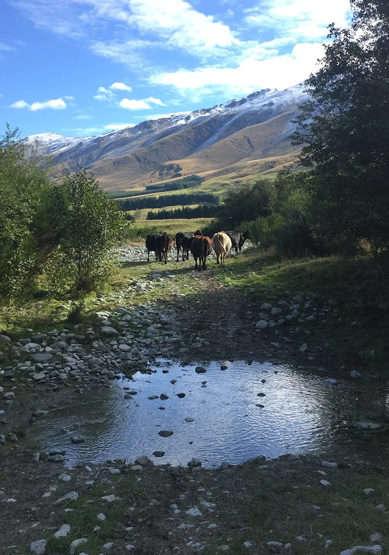 Cattle having just crossed a stream that feeds into the Opuha River
