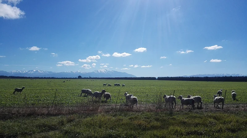 sheep.jpg