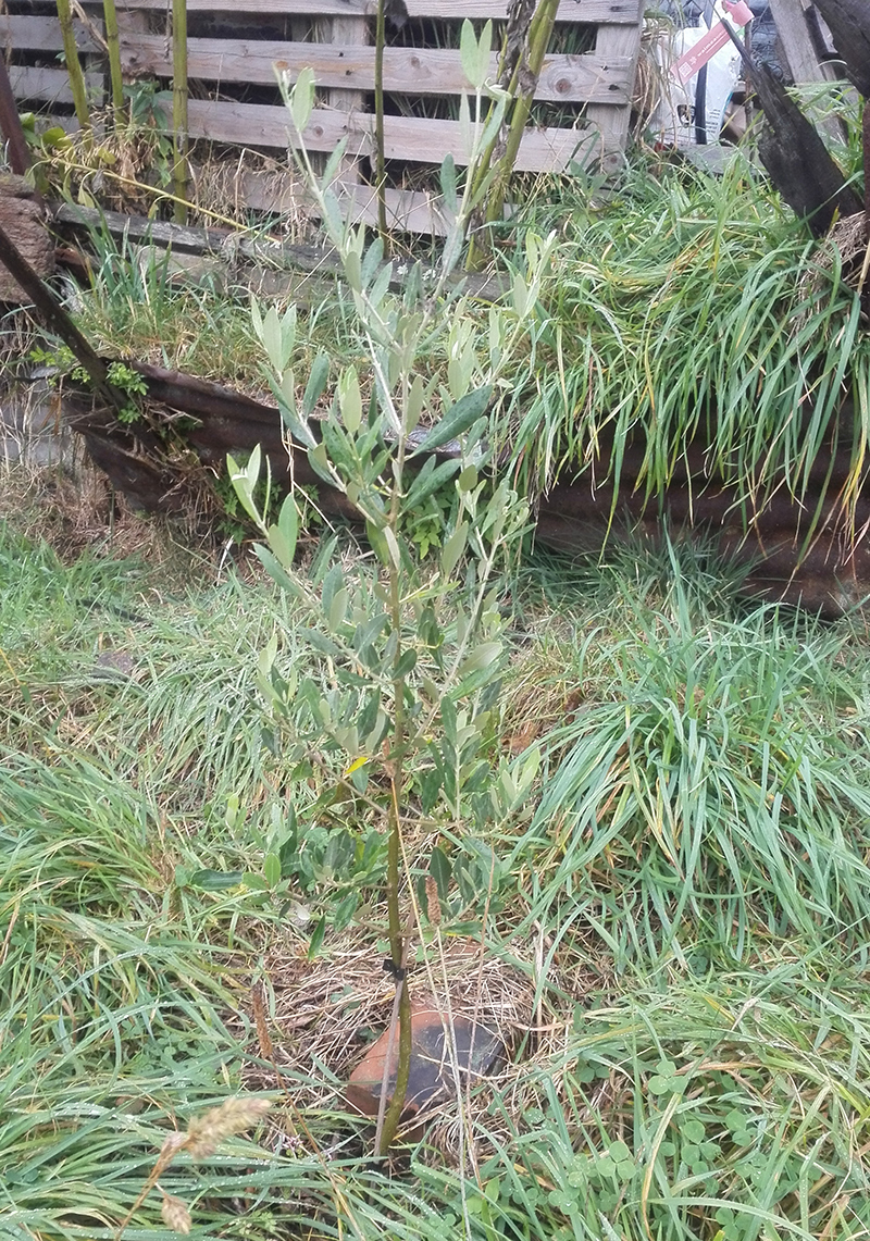 No olives on Olive yet, but lots of growth