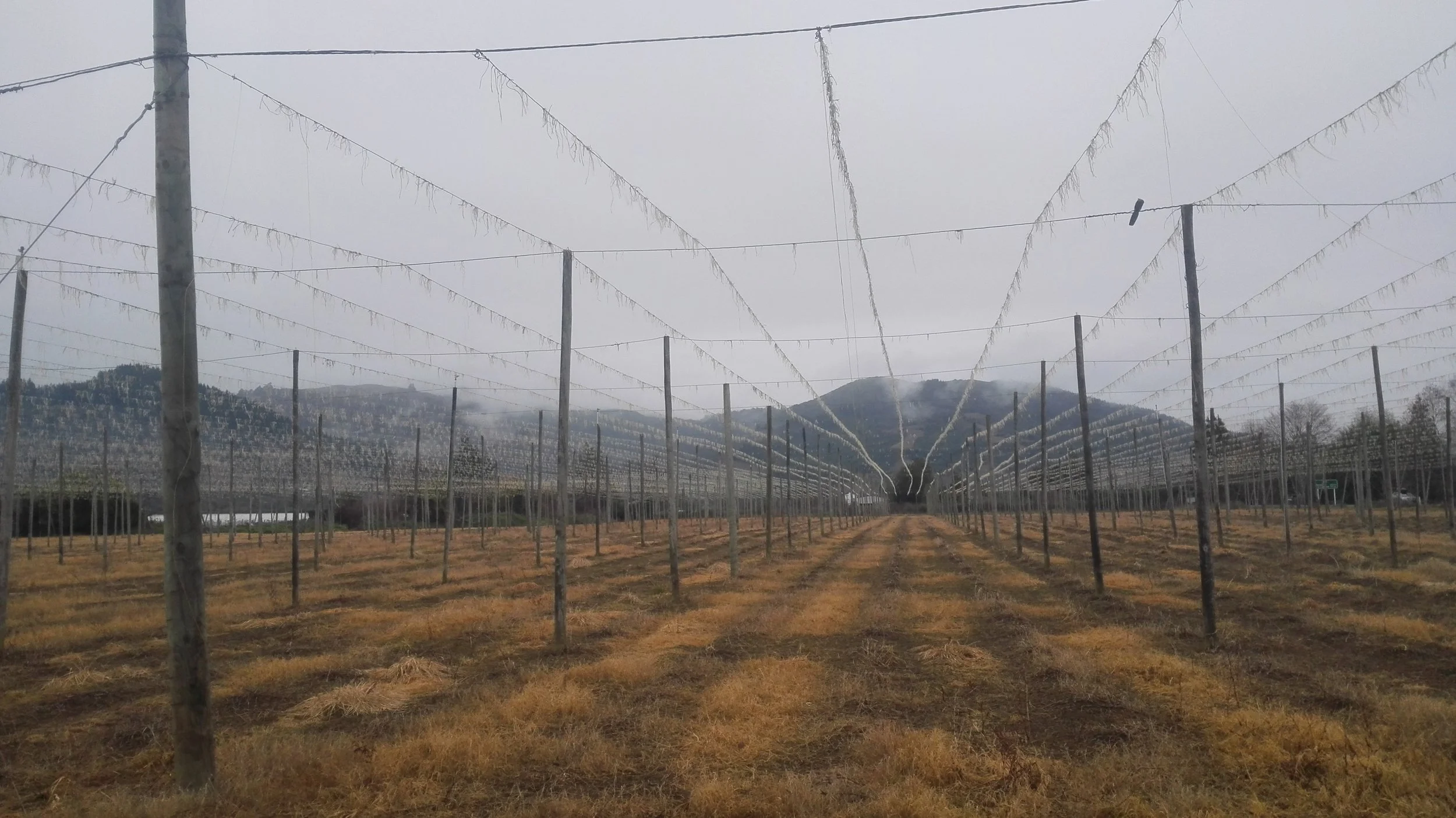 Strings for hops