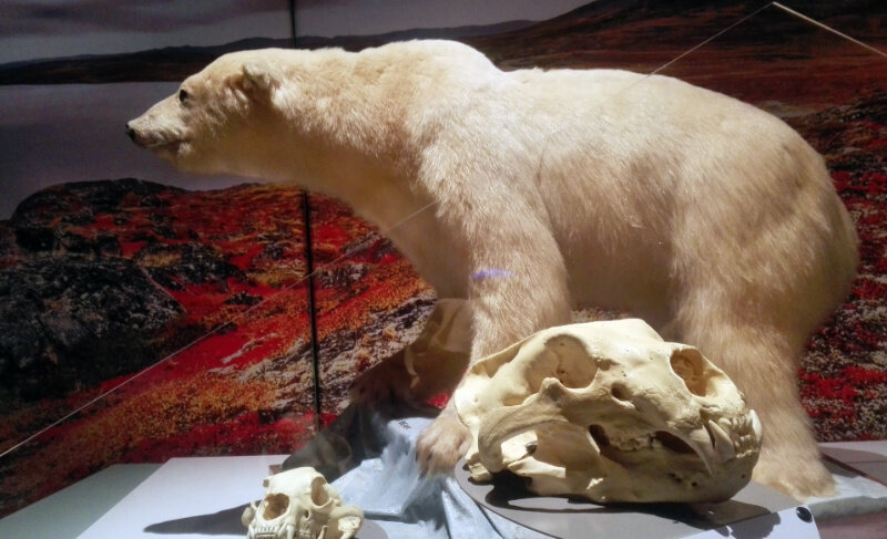 arctic-animal-polar-bear.jpg