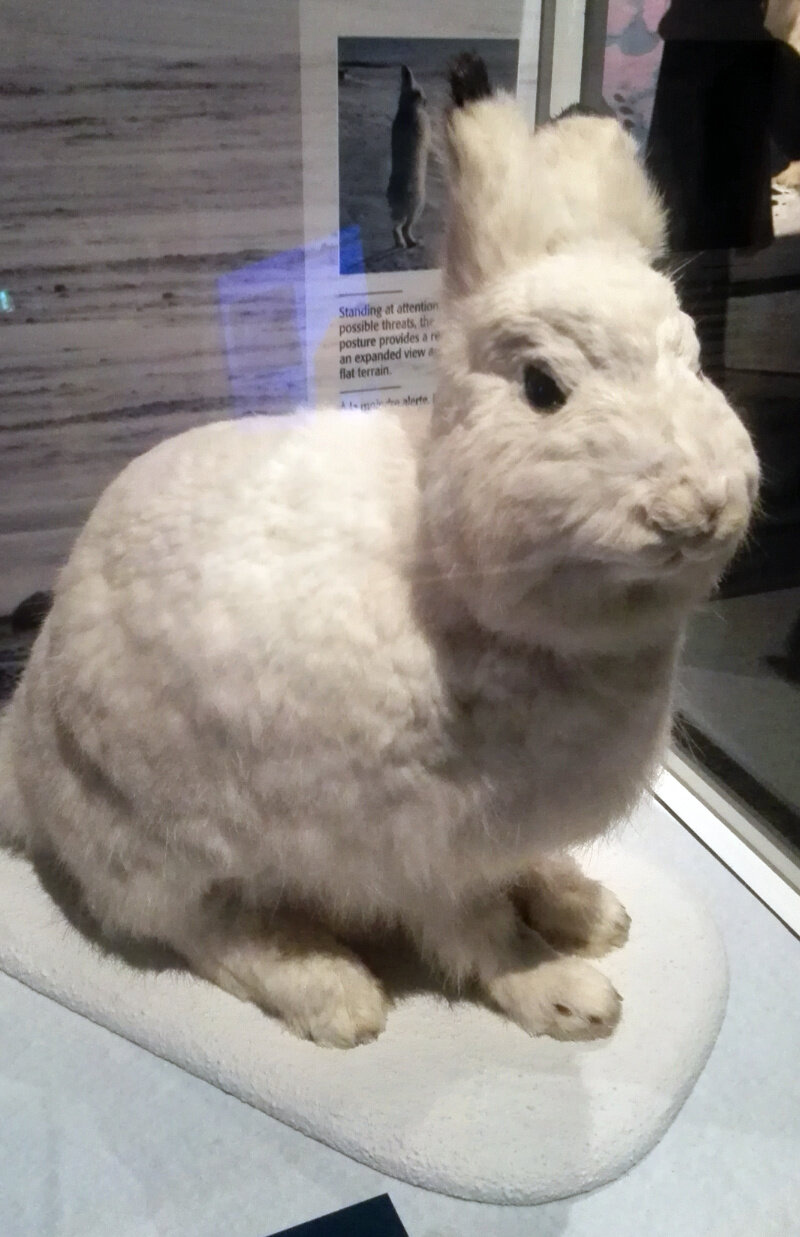 arctic-animal-snow-hare.jpg