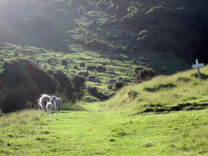 Banks-Peninsula-Walk-22019-11-17 08.52.34.jpg