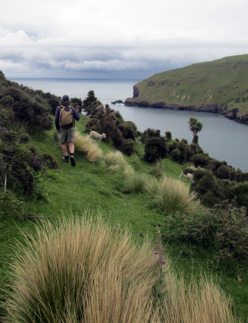 Banks-Peninsula-Walk-22019-11-18 10.20.47.jpg