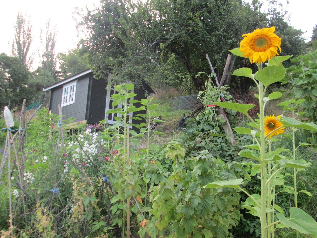 sunflower-studio-alex-hallatt-garden-shed-sheshed.jpeg