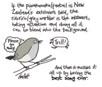 NZD-24-0426-grey-warbler-introvert.png