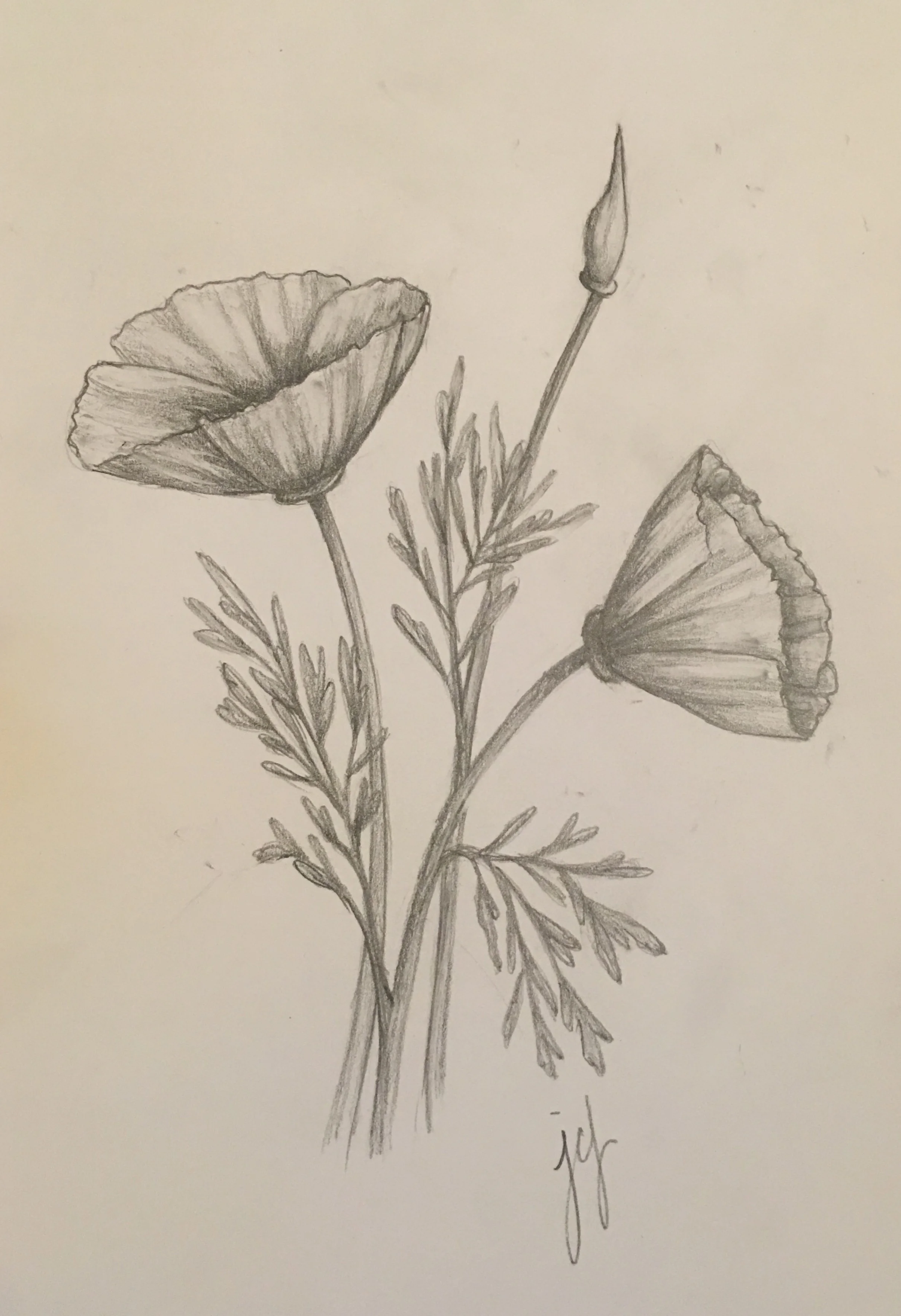 California Poppy sketch