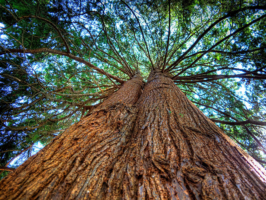 cedarwoodtree.jpg