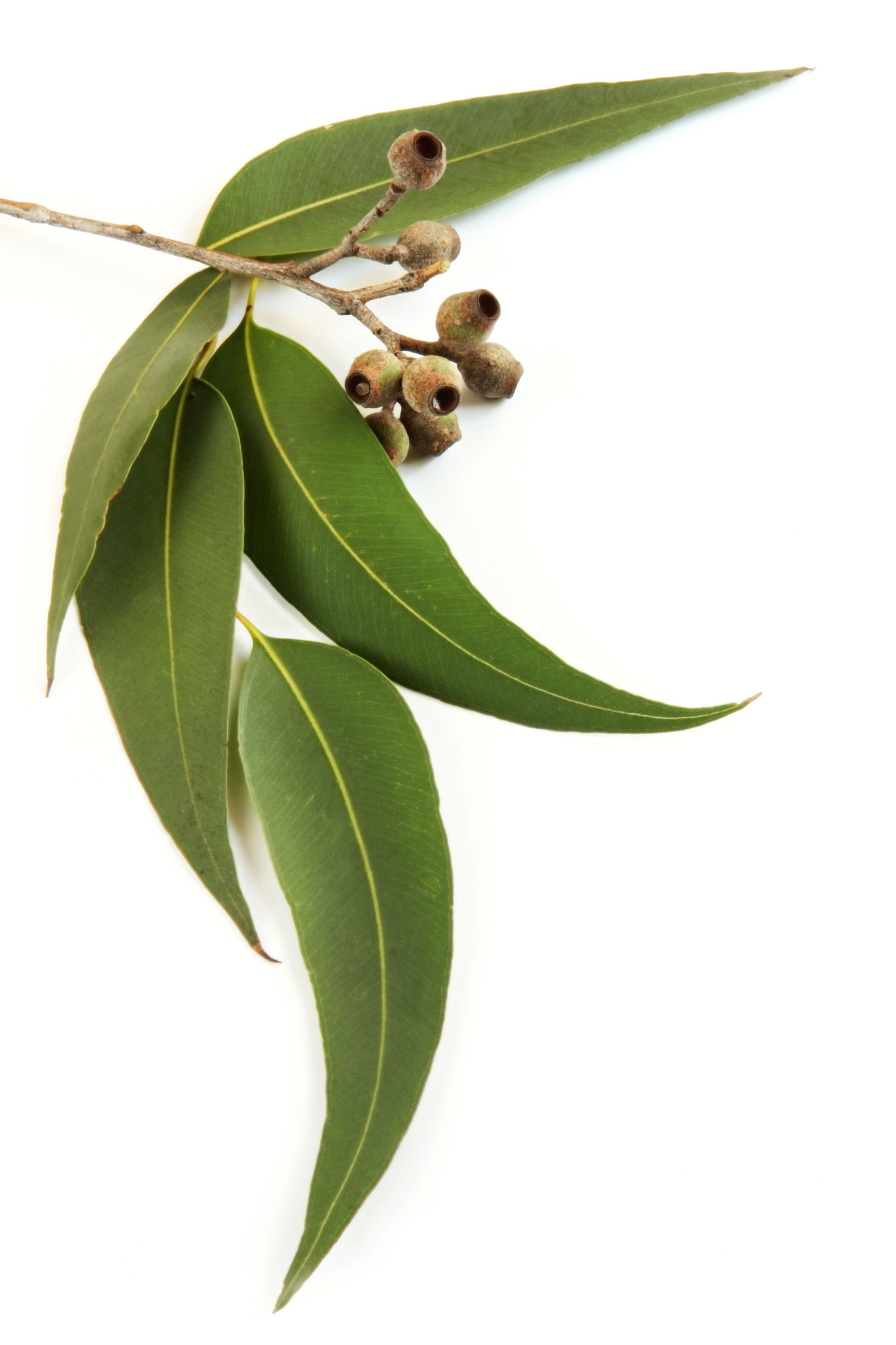 eucalyptus-013.jpg