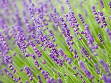 Lavender.jpg