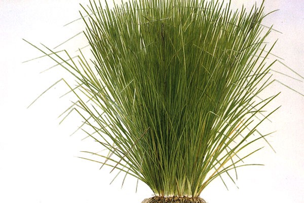 vetiver copy.jpg