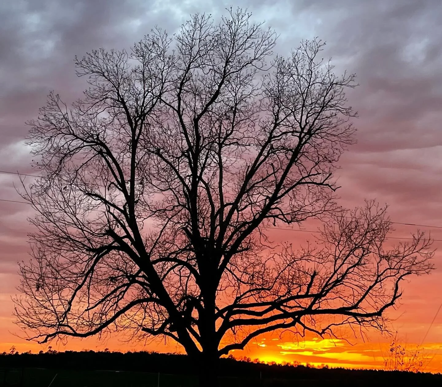 🌳 We love trees in all the seasons 🫶 

#trees #arborist #treephotography #treecare #treework