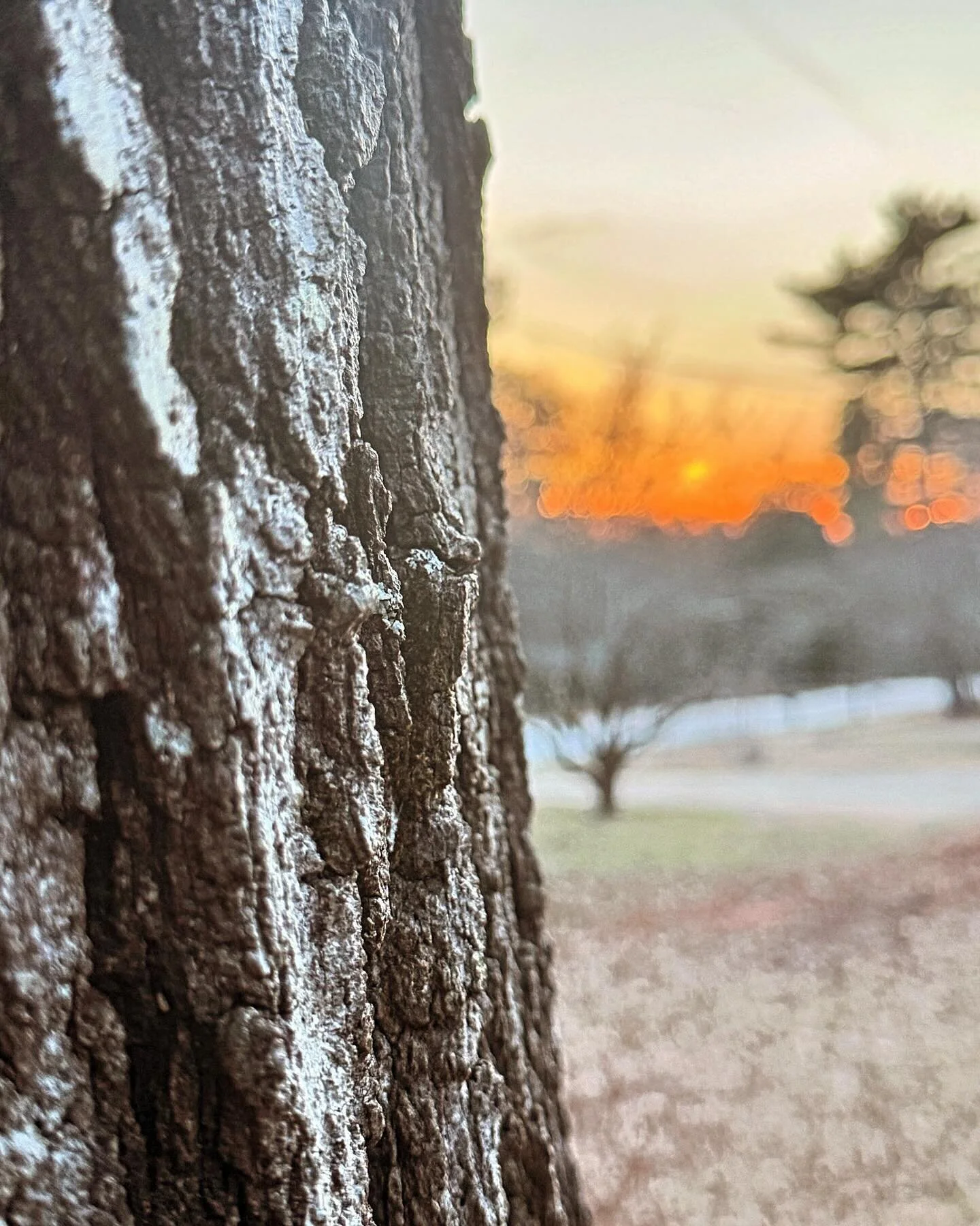 🌳Always looking at trees 👀

#arborist #trees #athensga #sunset