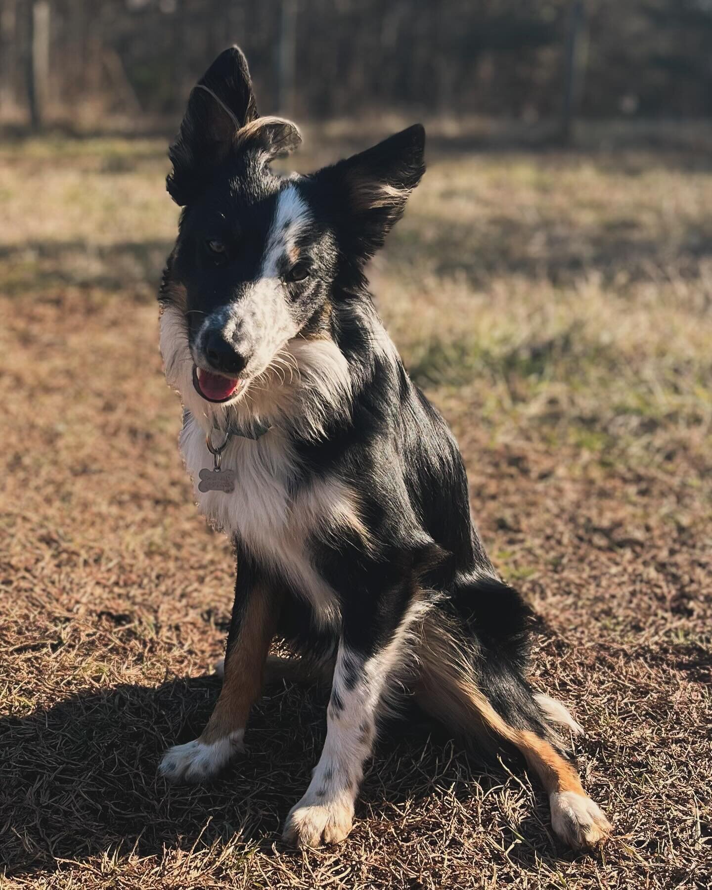 🐾 Braving the cold to check on the trees 🌳 

🧐Have one of our certified arborists out to check on your trees today to prepare for warmer days ahead ☀️

You may be lucky enough to meet Jed during our visit 🐶 

#arborist #dogs #bordercollie #arbori