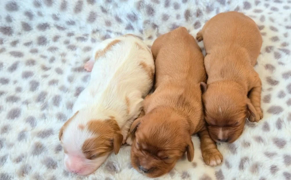Cavalier puppies laying down