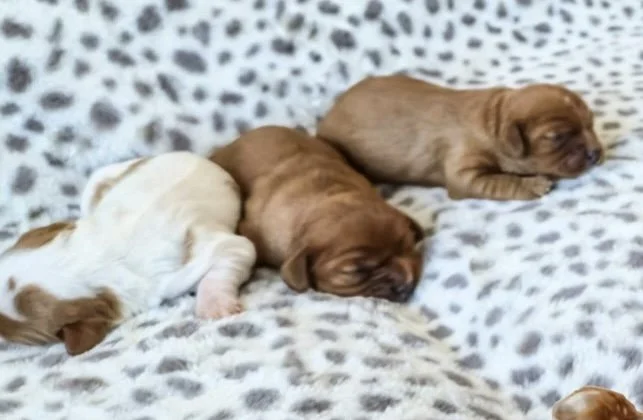 Cavalier puppies laying on blanket
