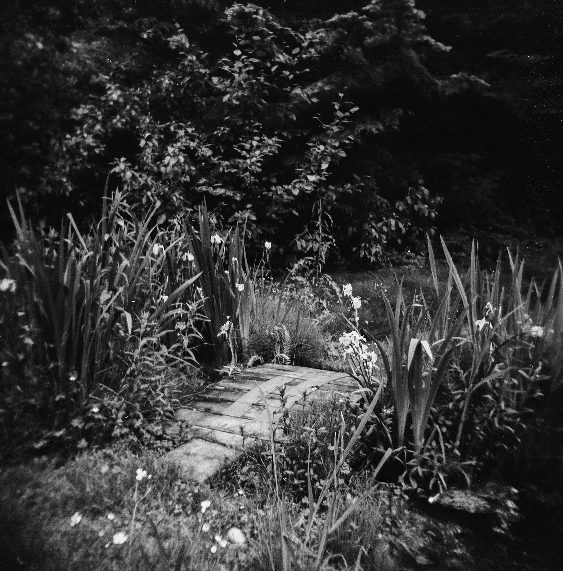 thegarden1.jpg