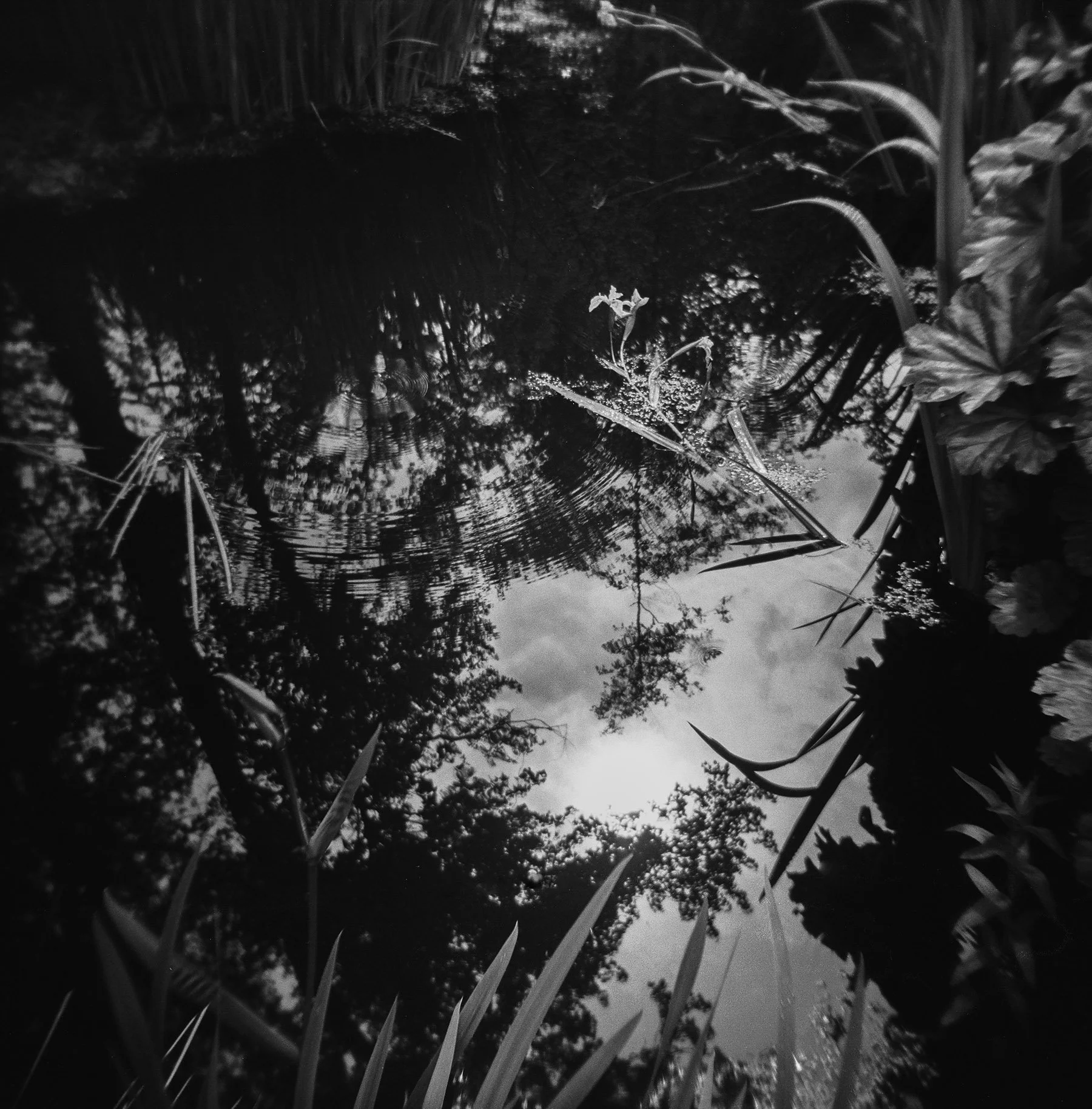 thegarden3.jpg