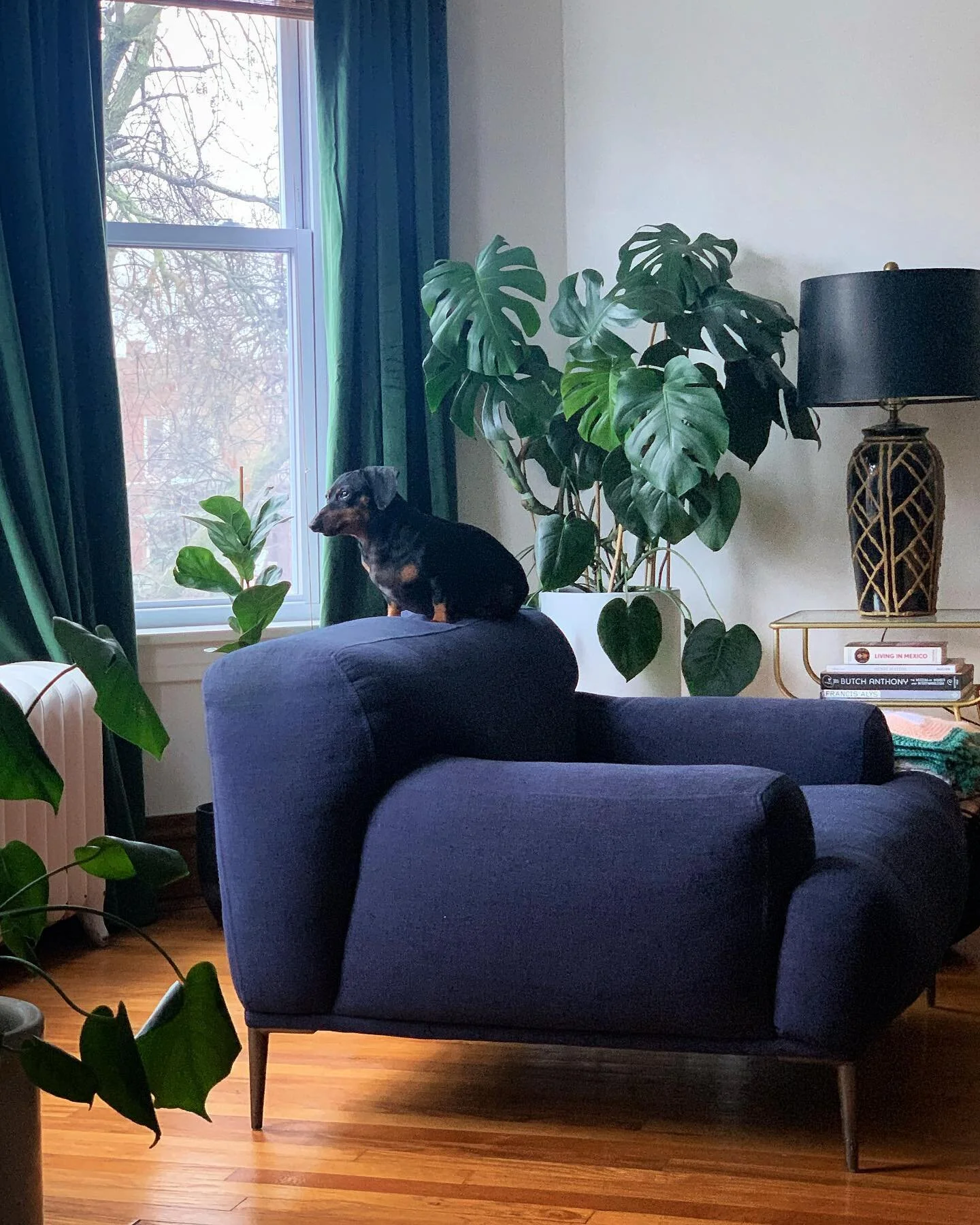 A photo of Marty in his natural habitat. More house projects coming this spring ✨

#martymcpuppy #interiordesign #articlefurniture #monsteradeliciosa #plantsofinstagram #dogsofinstagram #dachshund #dachshundpuppy #interiordesign #interiordecor #inter