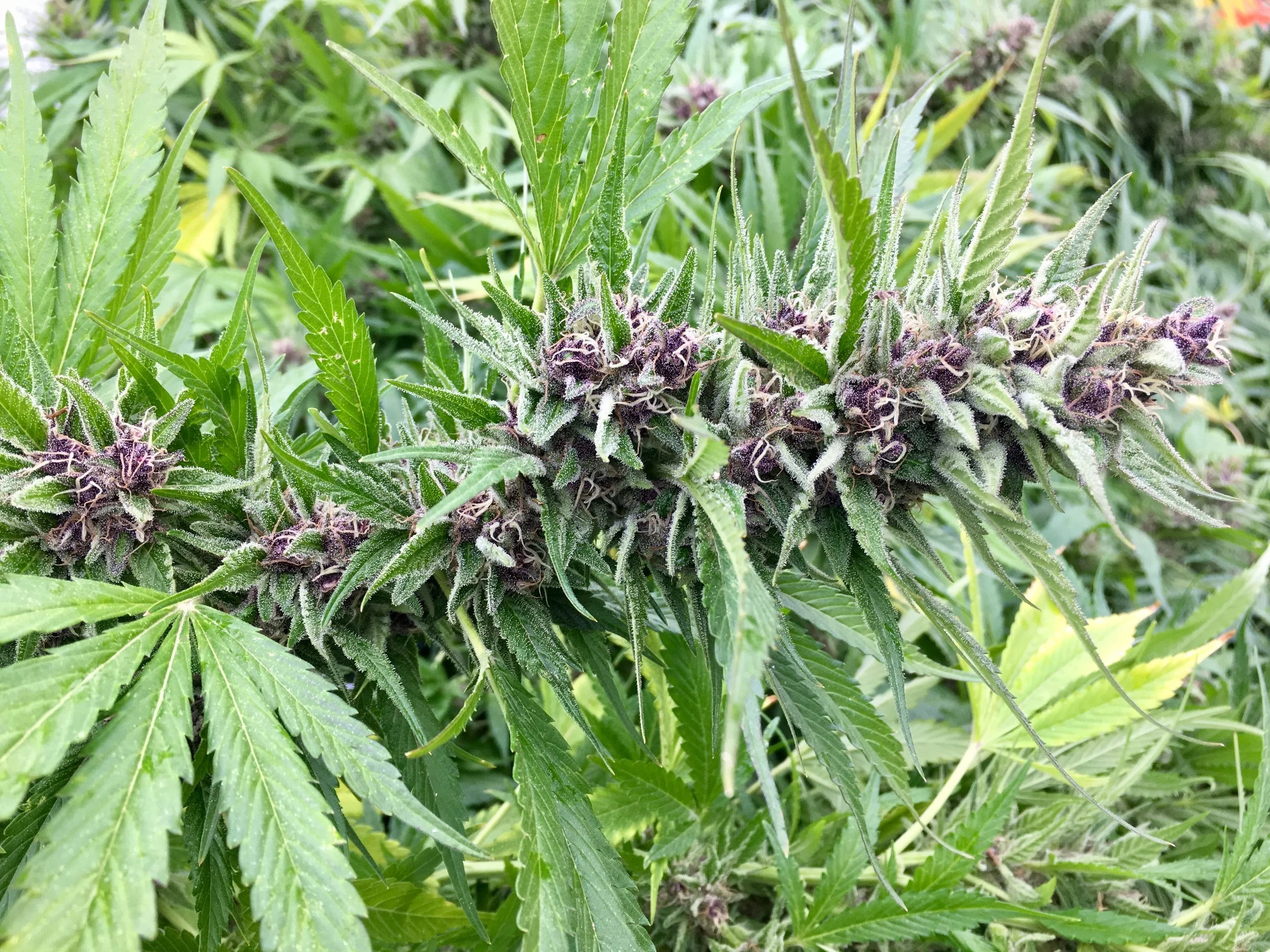 Photo: Marcia Gagliardi. © mymilligram. Plushberry grown by @cannabisfuturist at Tualto Farms in Washington State.