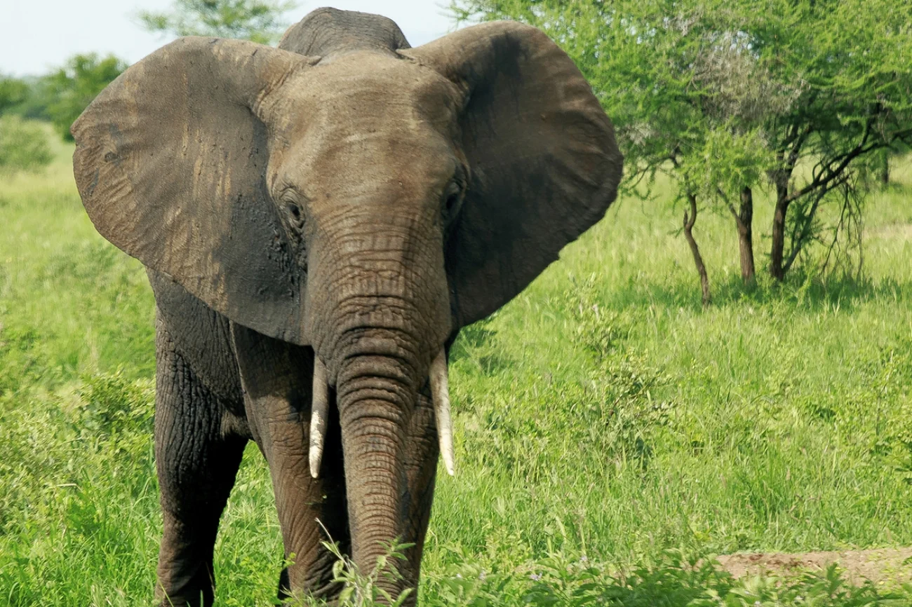 elephant-1.jpg