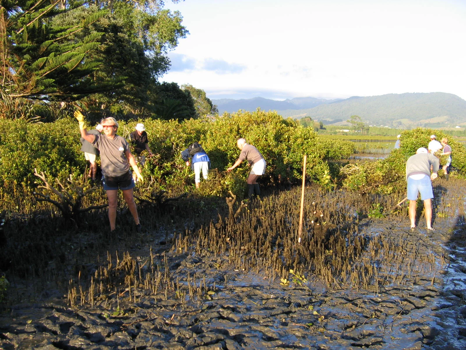 Mangrove team clearing seedlings within an area defined under the Coastal Management Plan