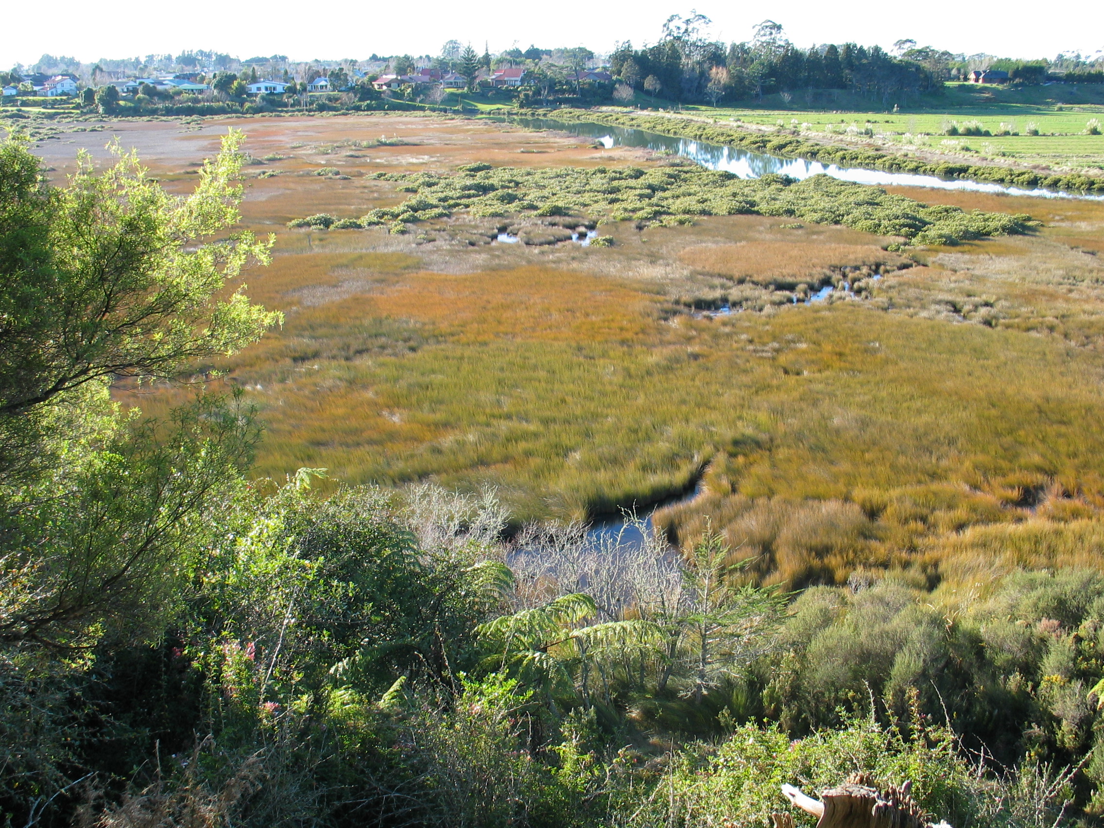 Beautiful salt marsh vegetation being displaced by mangroves
