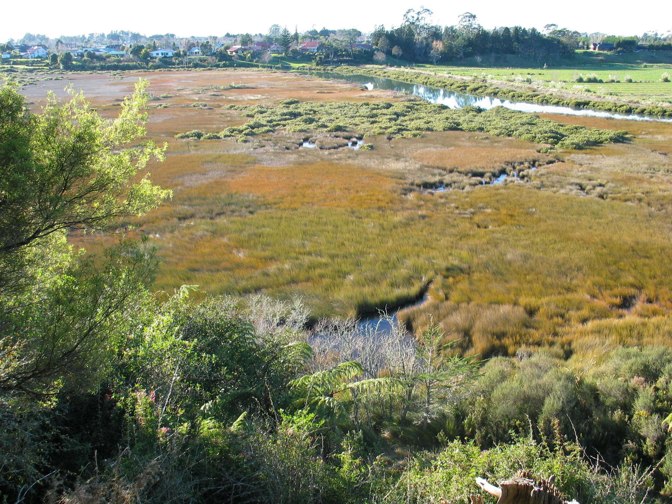 Beautiful salt marsh vegetation being displaced by mangroves
