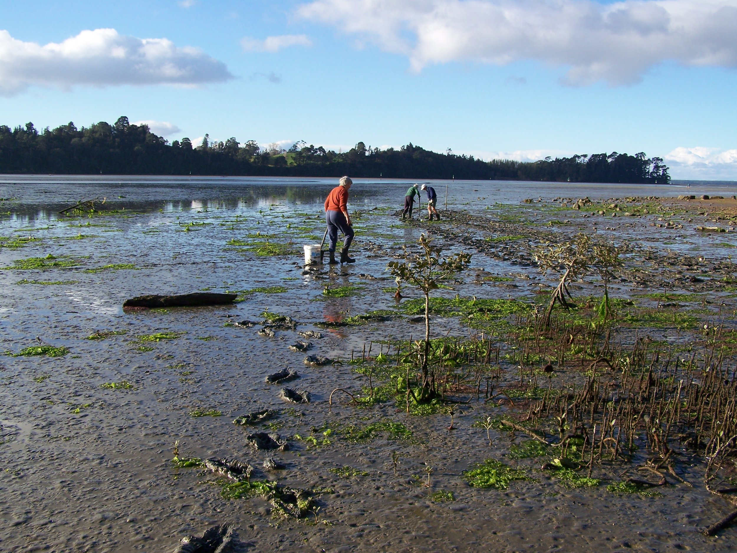 Shellfish monitoring in a recently cleared area