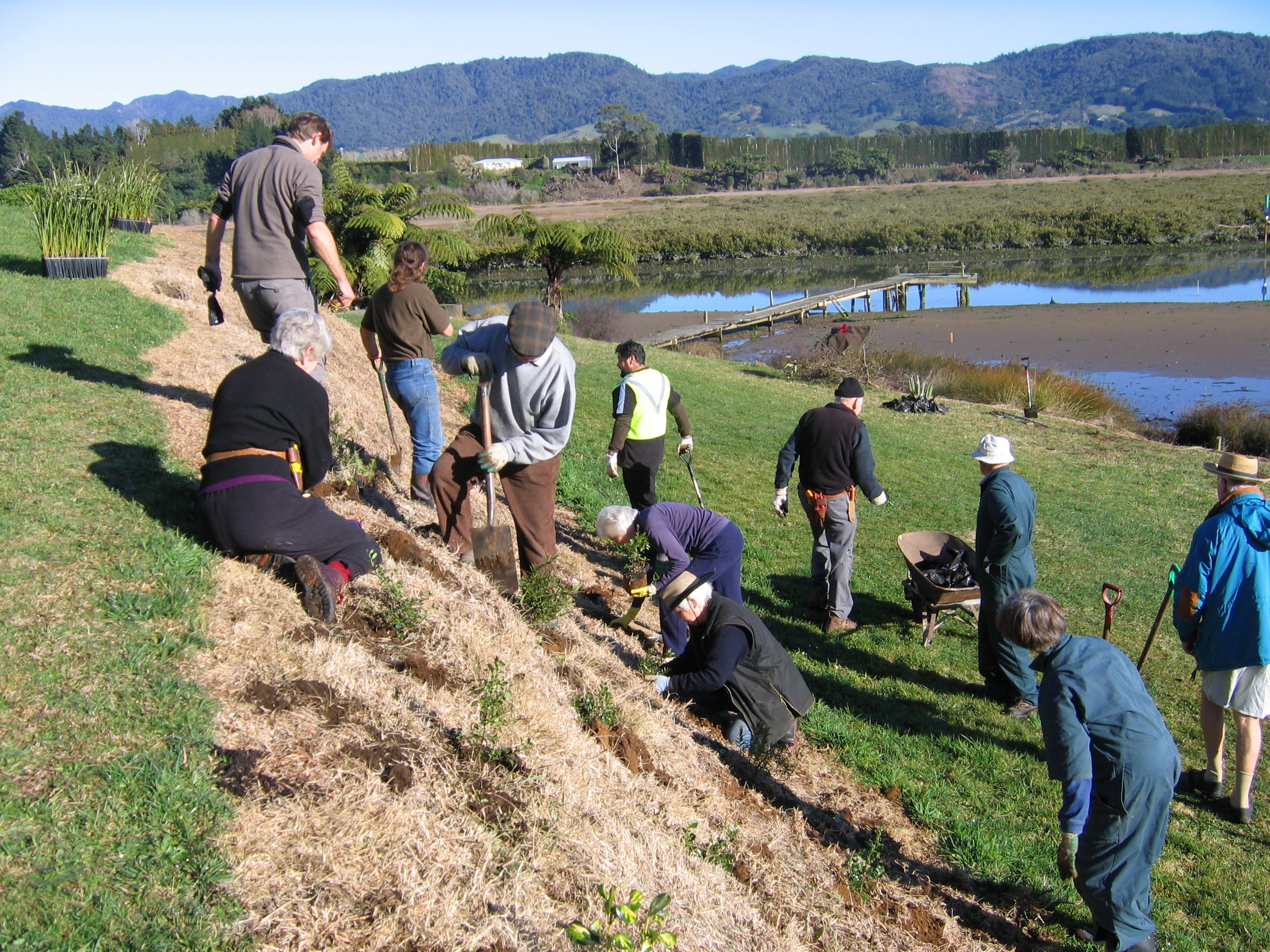 Uretara Estuary Managers - Newsletter Number 5 December 2009 - Photo Planting.JPG