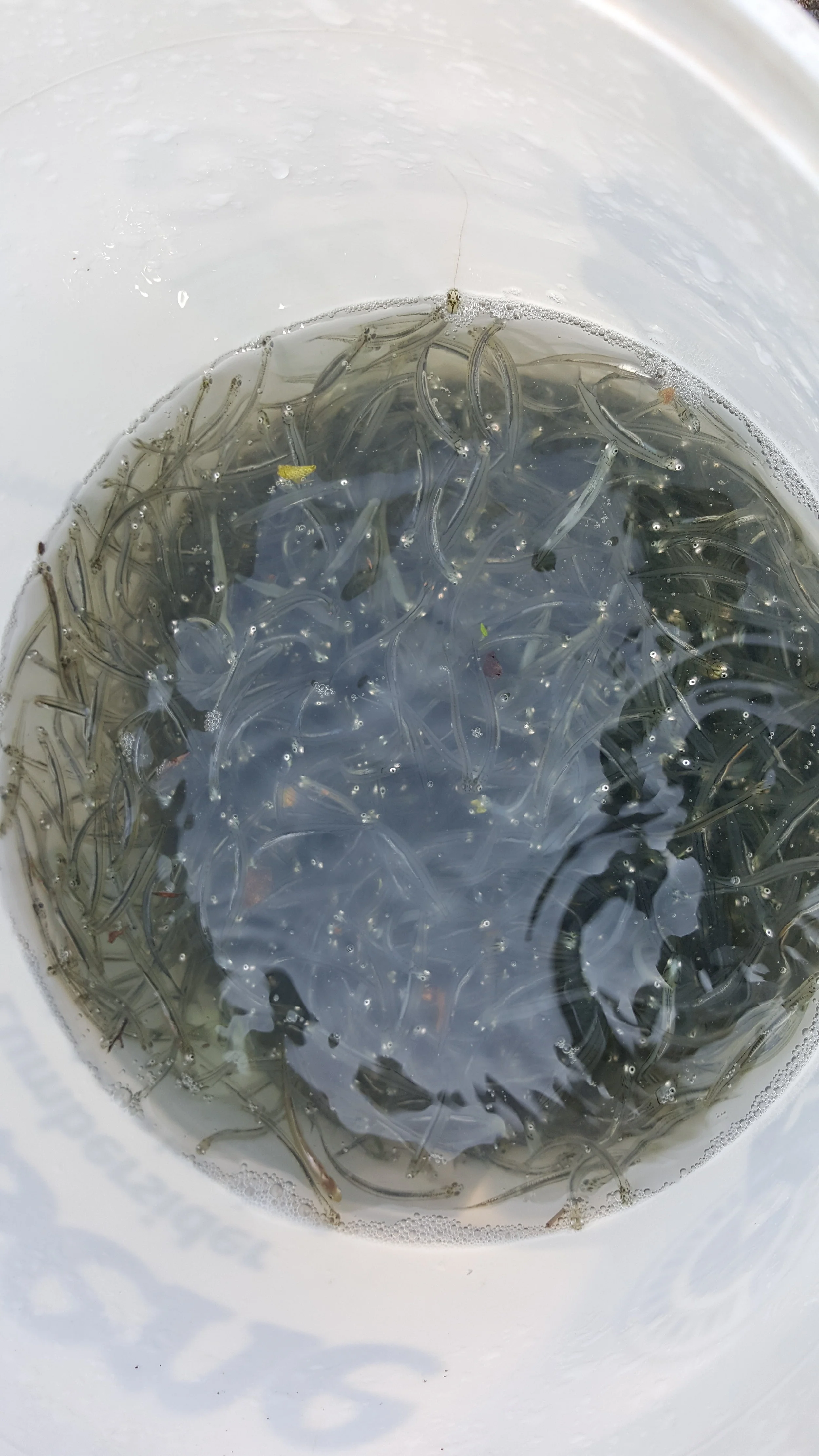 Inanga swim around in this whitebaiter’s bucket while the juveniles of the other four species jump out of the water at sides. Their jumping and climbing skills help them to overcome most natural migration barriers, but not overhanging drainage pipes, blocked culverts and other similar man-made obstacles. Whitebait spawning habitat is degraded in most catchment further exacerbating the pressure on our whitebait fishery.