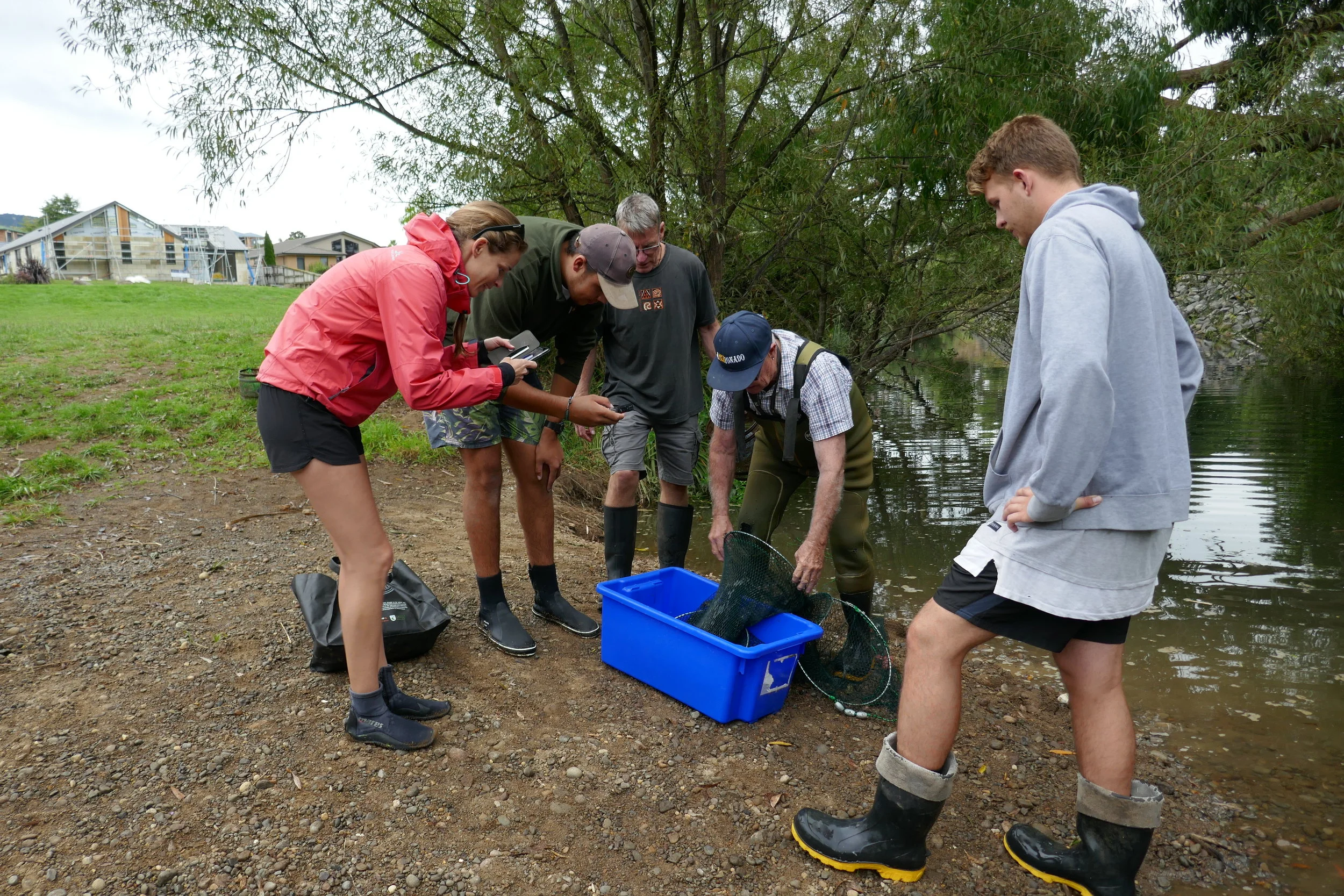 Frequent fish surveys have revealed low numbers of fish in this section of the catchment. This is not surprising as habitat and food sources are poor. Longfin eels and giant bullies have both been found and their numbers should increase as habitat and food source improve over the next stage of the restoration project.