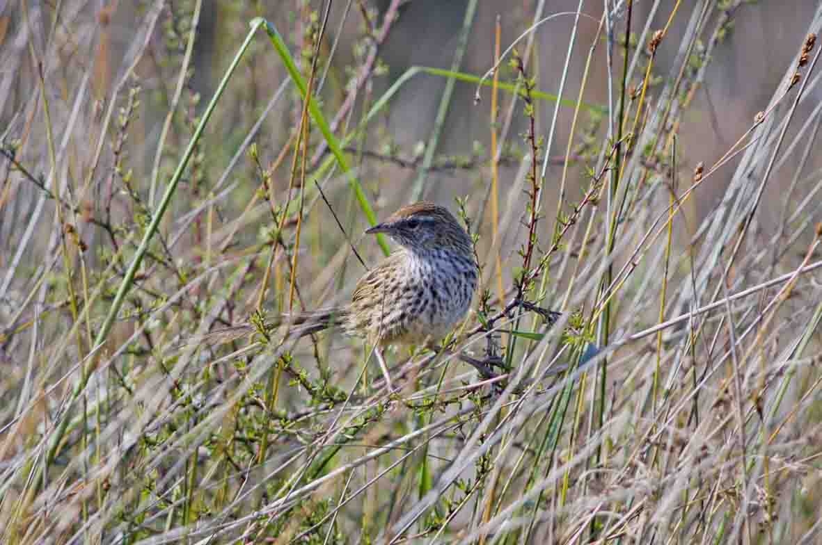 Fernbird, Yeoman Walkway 28-10-2005_7 copy.JPG