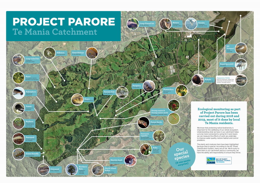 Its amazing to see the precious native creatures that call Te Mania catchment home - but there’s not an abundance of them due to habitat loss and environmental degradation.