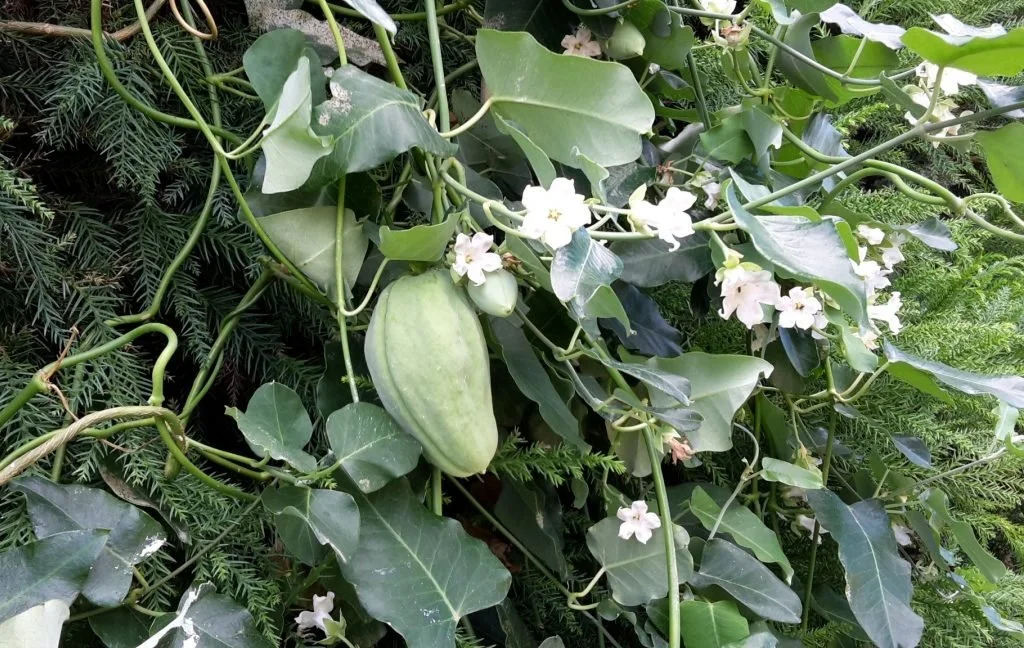 Moth plant menace