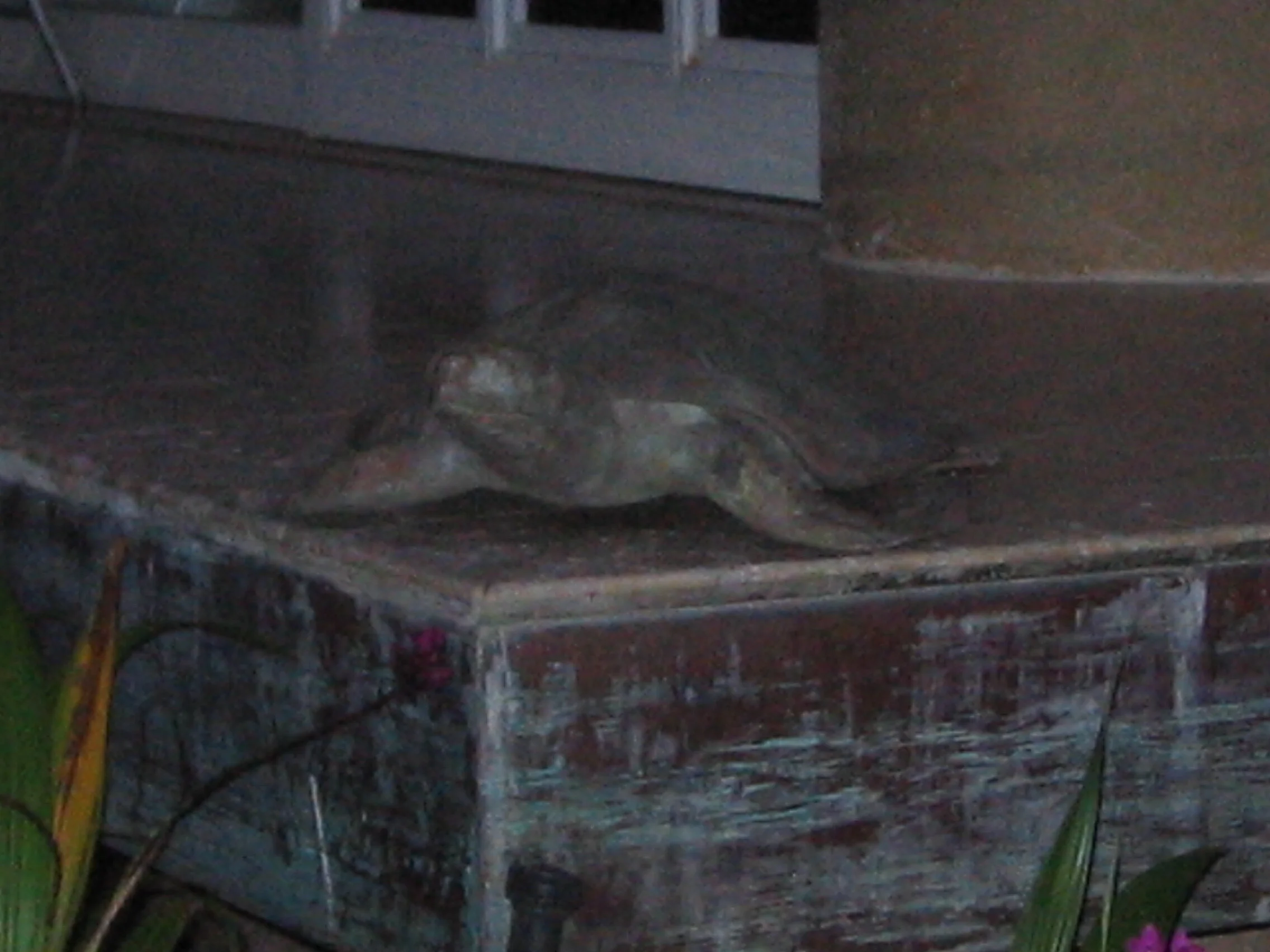 Connie Hunt Photography My Honu (2003)