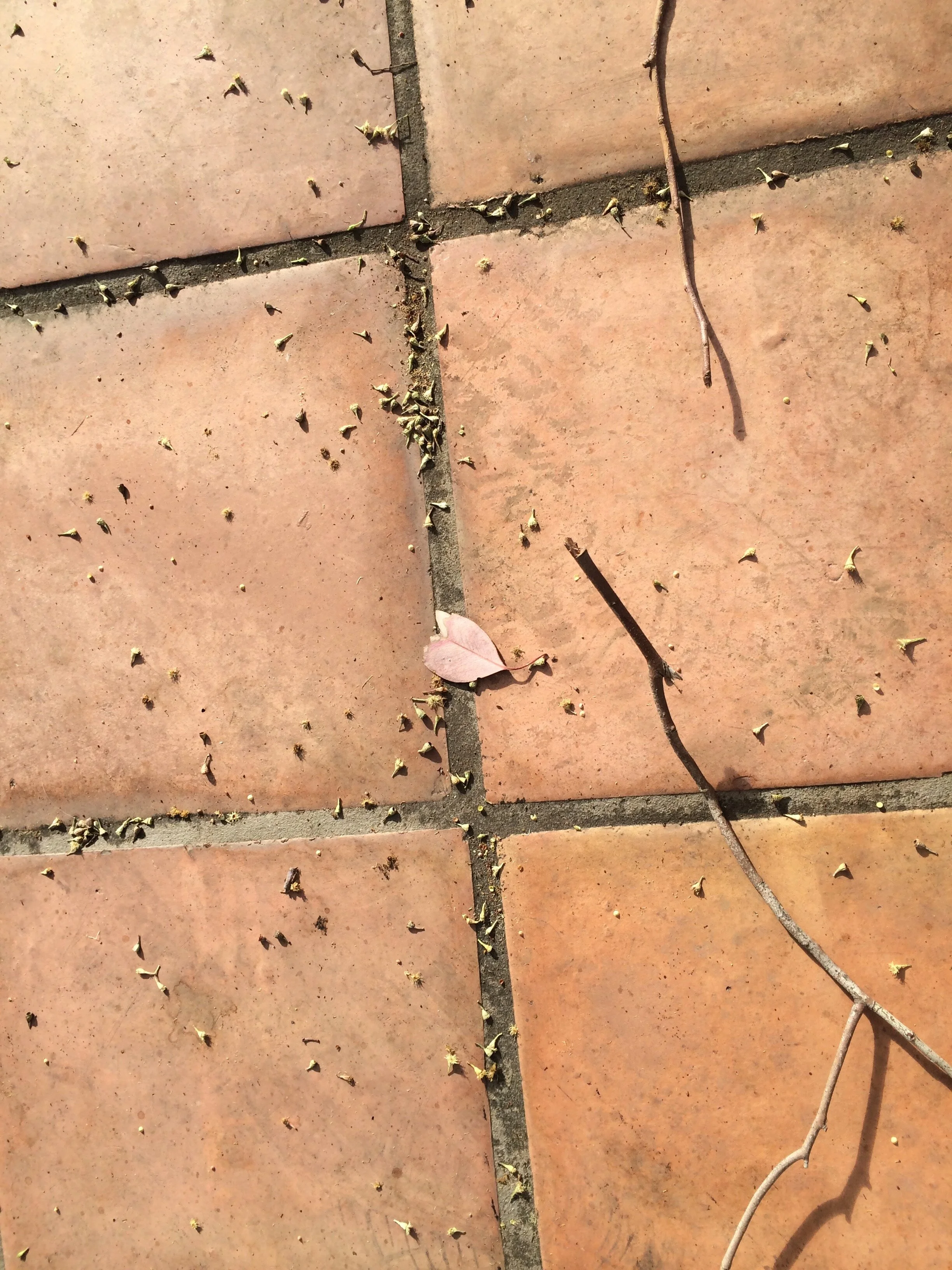 Connie Hunt Photography Love Leaf on Tile