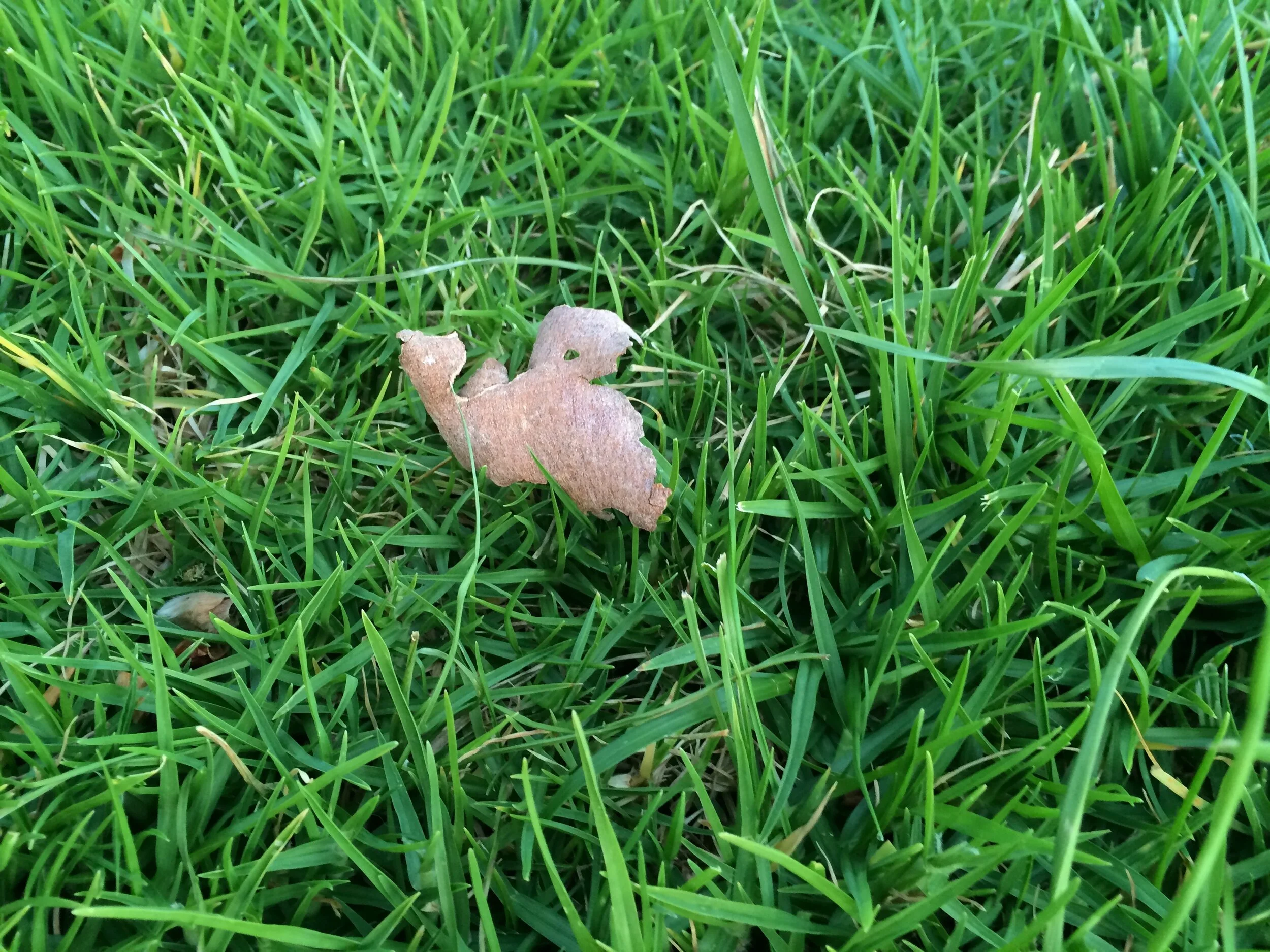 Connie Hunt Photography Love in the Grass