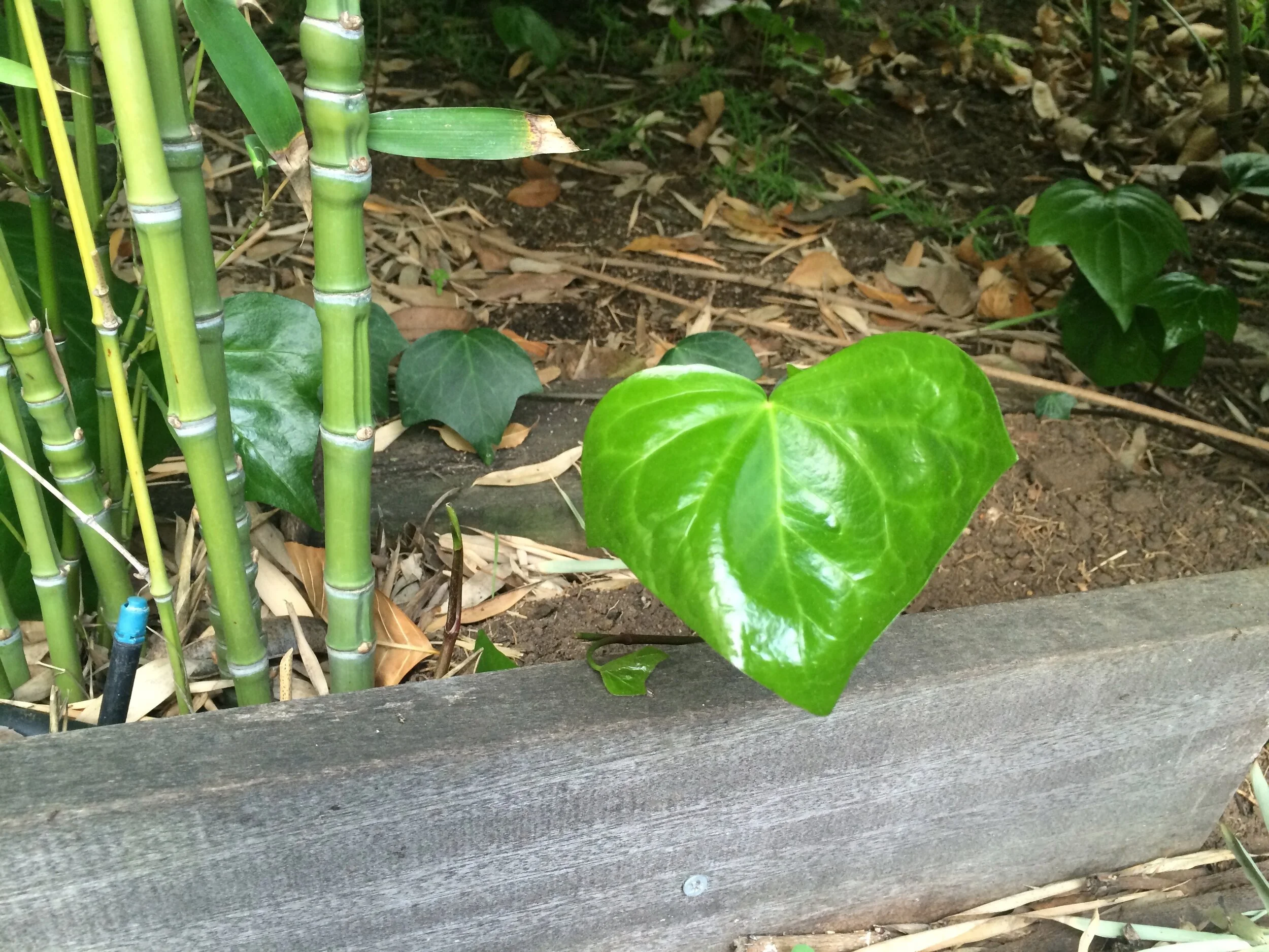 Connie Hunt Photography Love Ivy