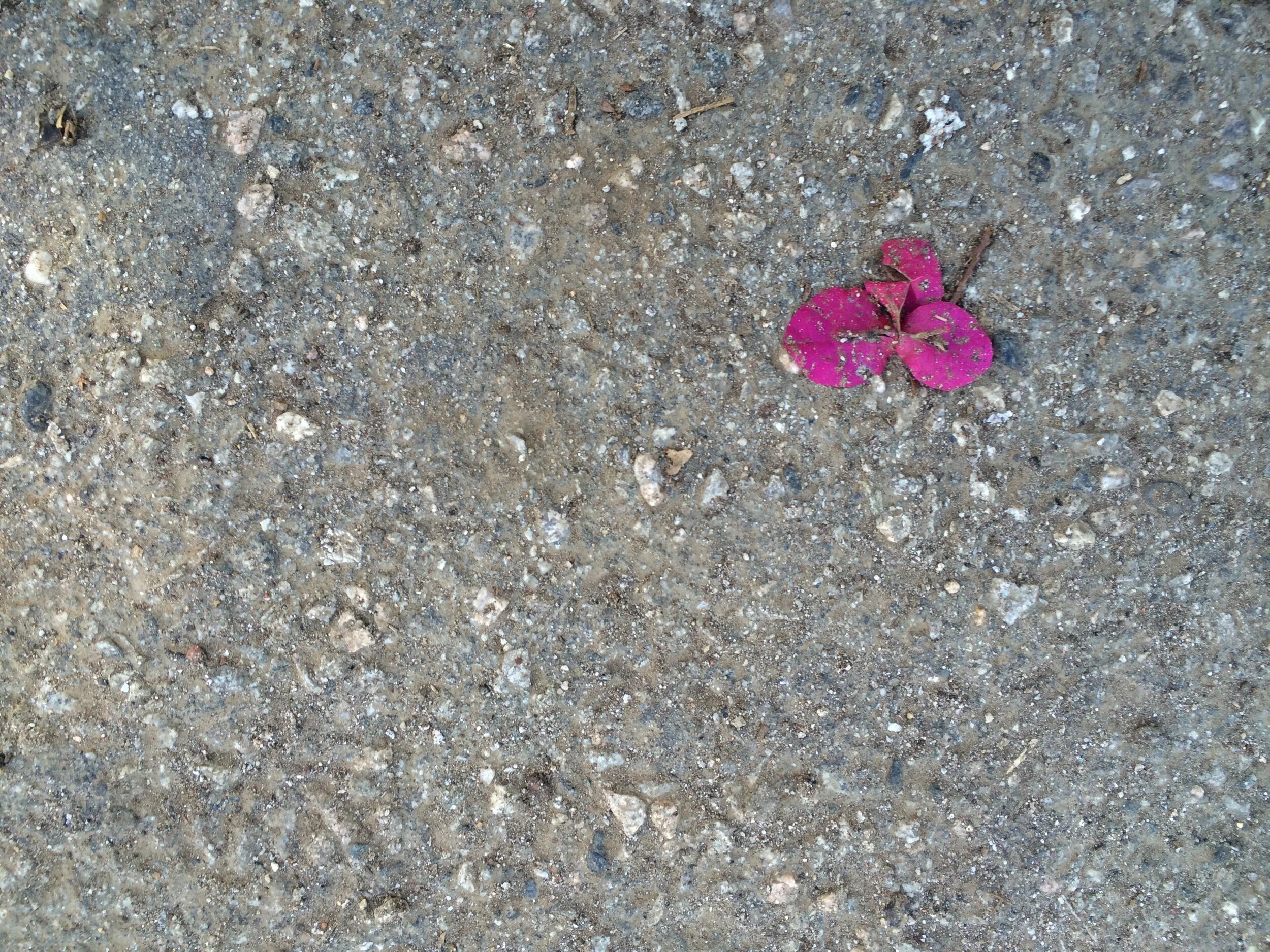 Connie Hunt Photography Love Blossom