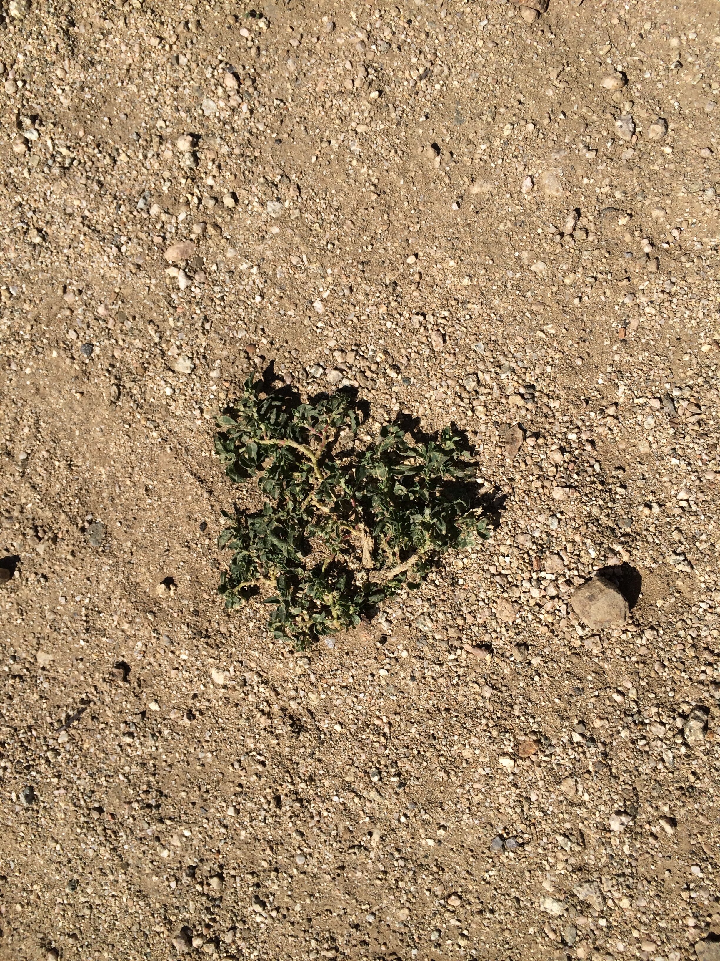 Connie Hunt Photography Love Weed