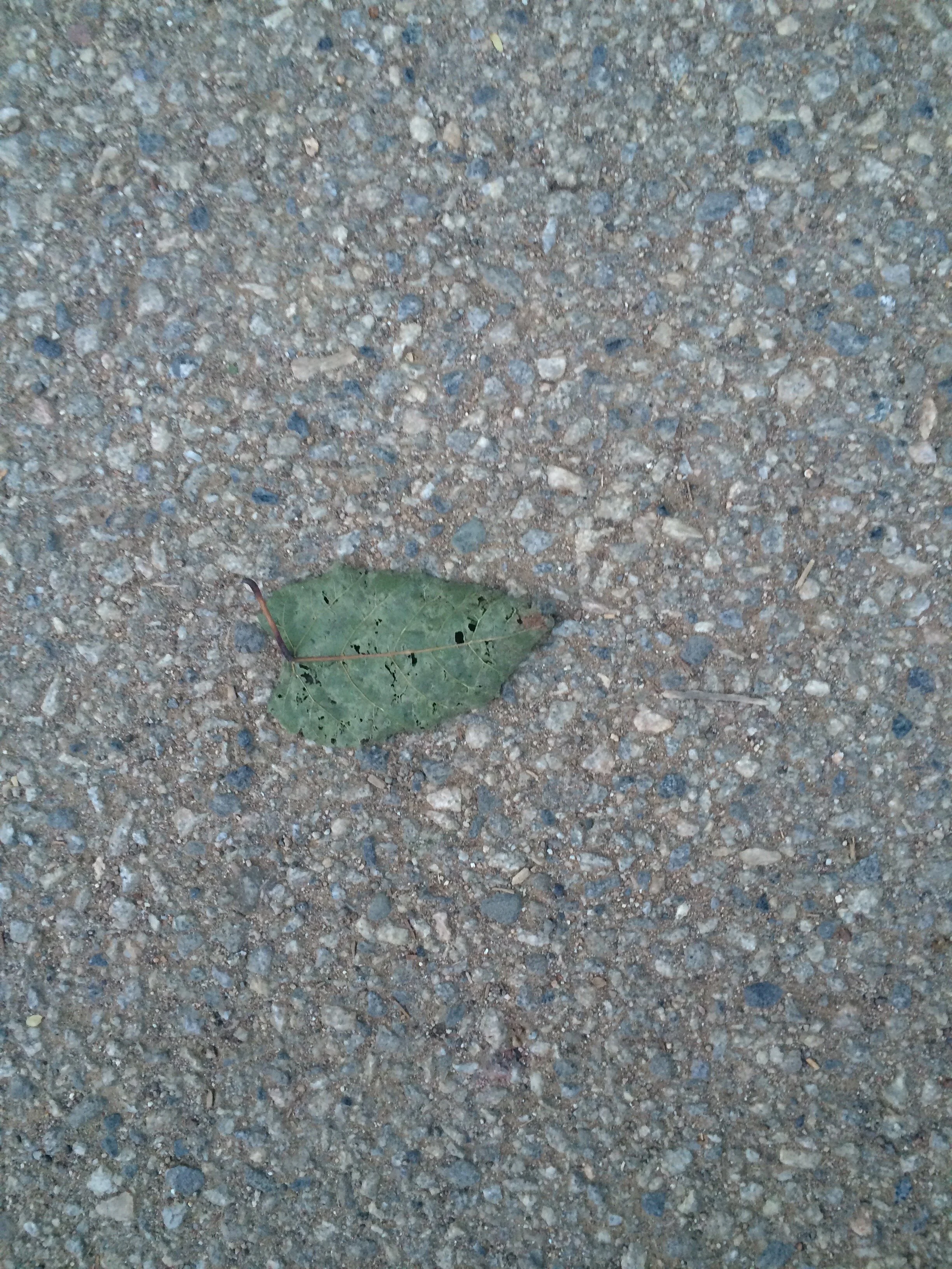 Connie Hunt Photography Love Green Leaf