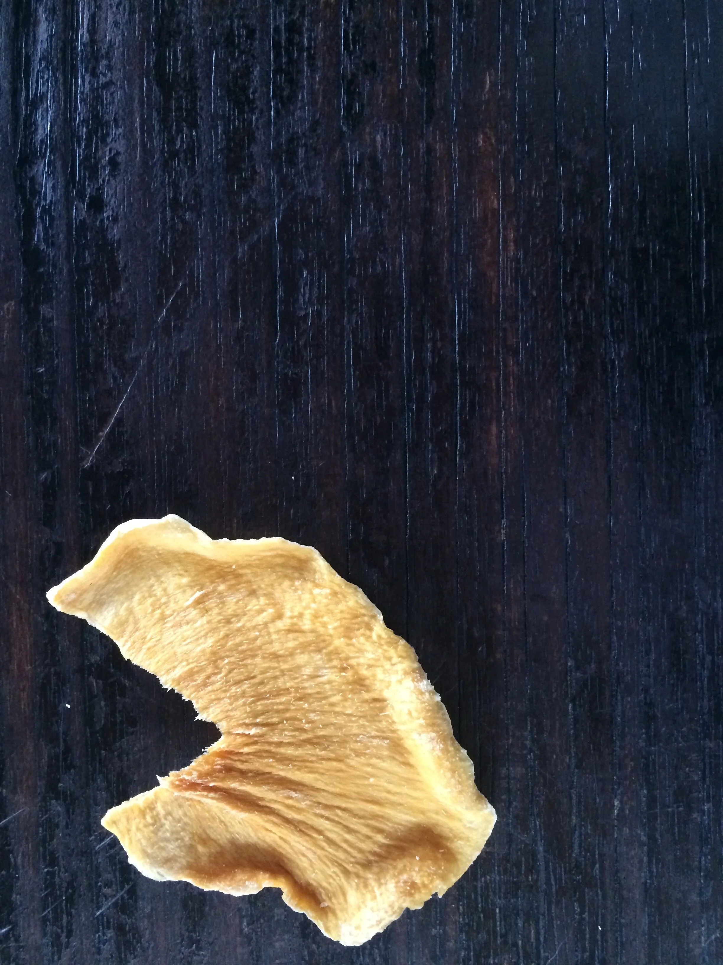 Connie Hunt Photography Love Shroom