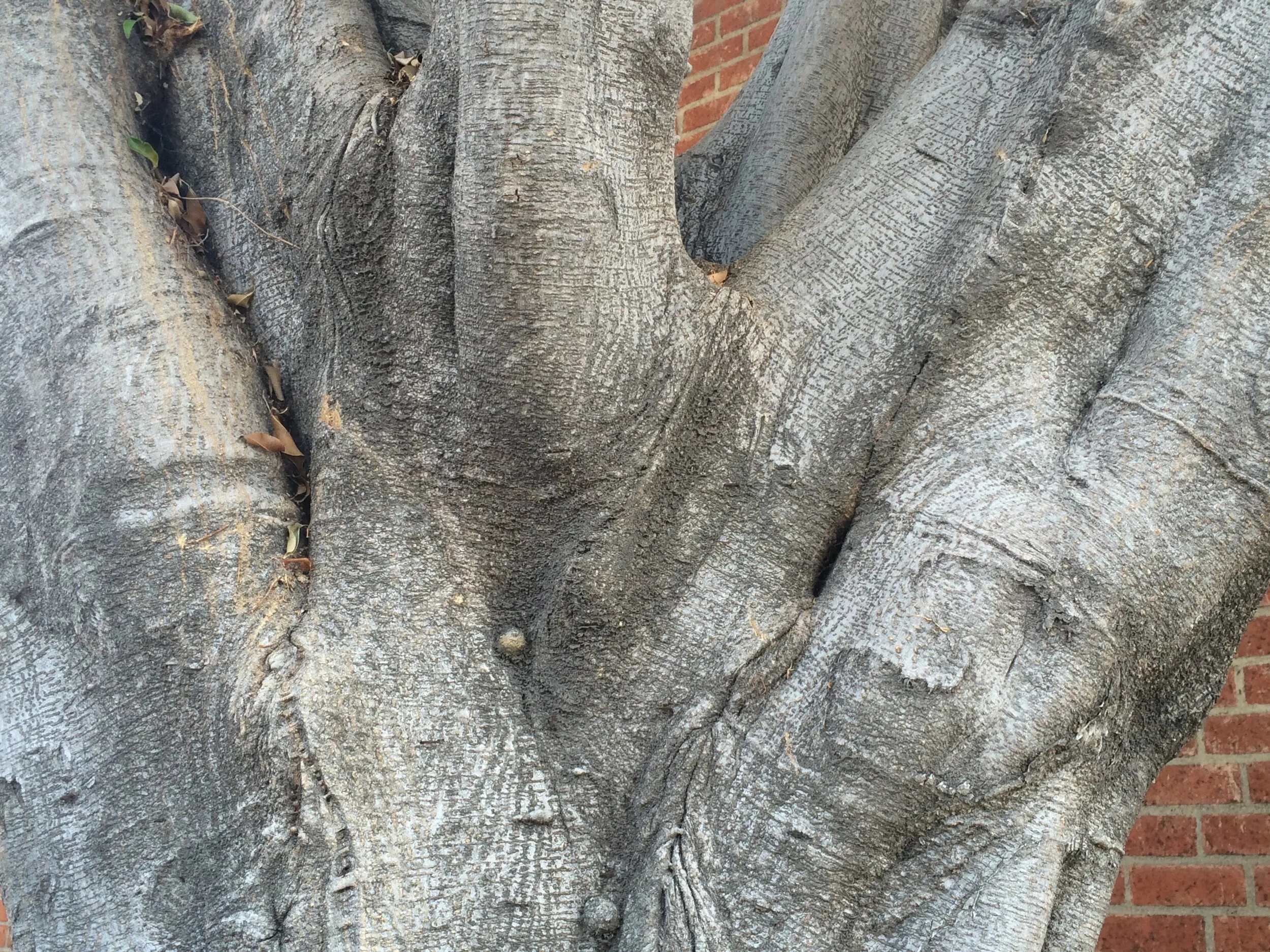 Connie Hunt Photography Love in the Trees