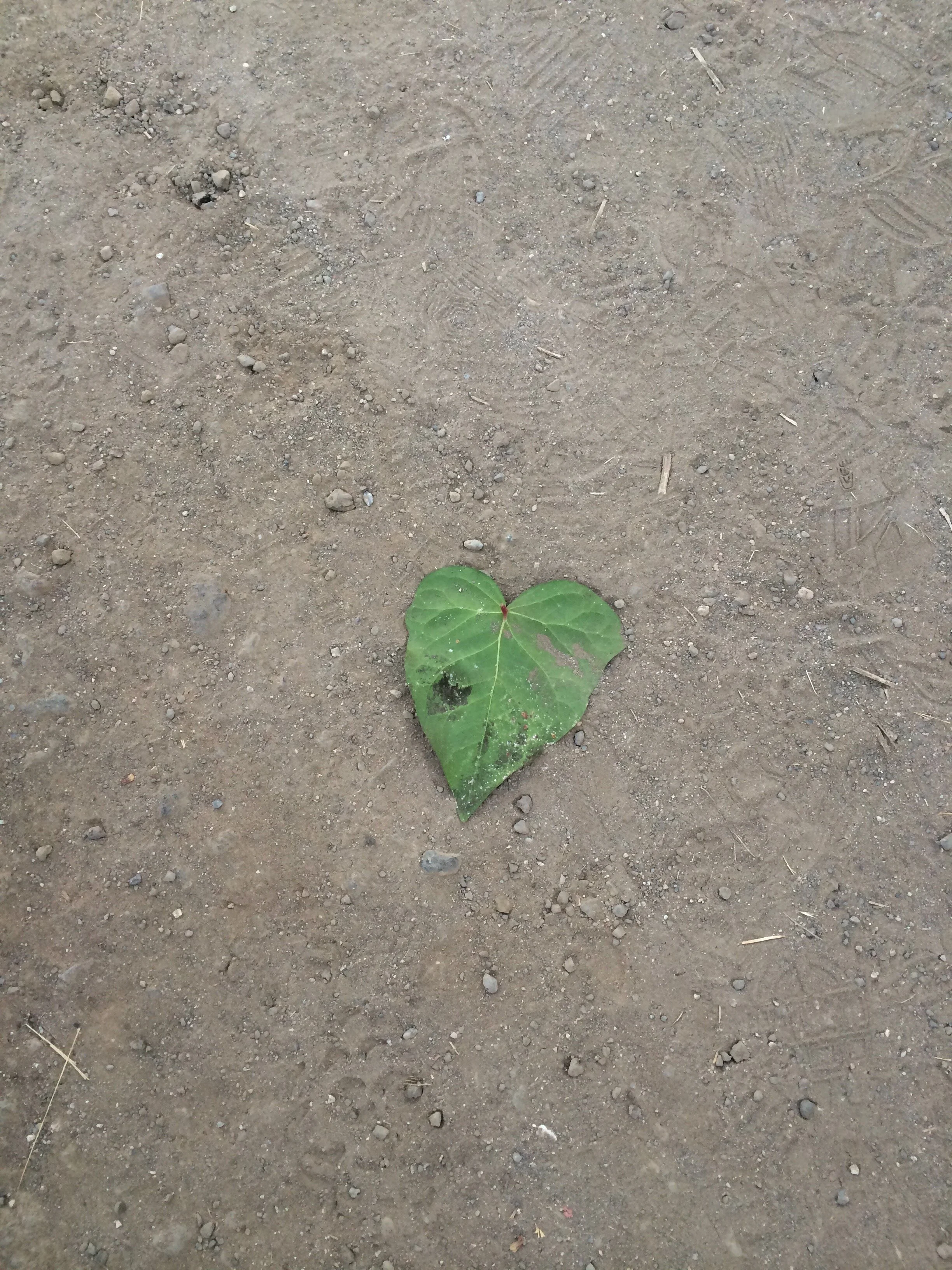 Connie Hunt Photography Love Green Leaf