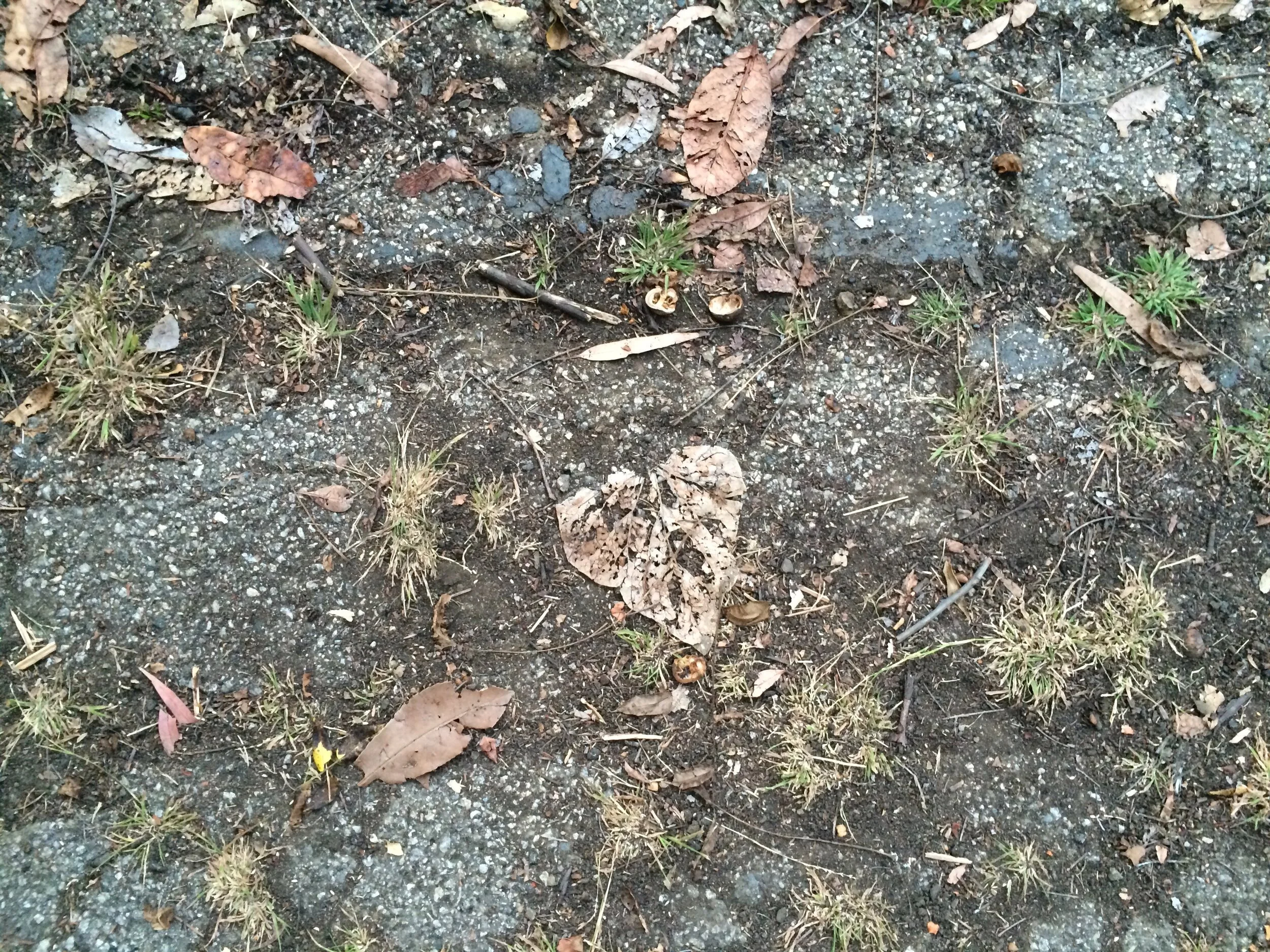 Connie Hunt Photography Love Leaves and Moss